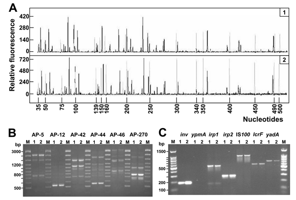 Genetic fingerprinting and detection of virulence genes of Yersinia pseudotuberculosis isolates. A) Fluorescent amplified fragment length polymorphism (AFLP) analysis of Y. pseudotuberculosis DNA (black electropherogram; 1 and 2 refer to patient number). Reactions were performed as indicated in the AFLP Microbial Fingerprinting kit (Applied Biosystems, Foster City, CA, USA). Reference DNA from Escherichia coli W3110 (Applied Biosystems) was used as internal control (gray electropherogram). Separ