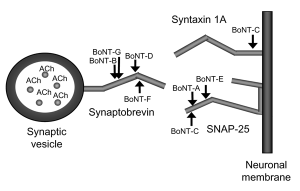 Synaptobrevin on the synaptic vesicle must interact with syntaxin and SNAP (synaptosomal-associated protein)-25 on the neuronal membrane for fusion to occur, which allows the nerve impulse to be delivered across the synaptic junction. The botulinum neurotoxin serotypes cleave the peptide bonds at specific sites on the 3 proteins, as indicated. Cleavage of any 1 of these proteins prevents vesicle membrane docking and nerve impulse transmission.