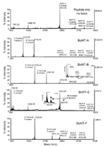 Thumbnail of Matrix-assisted laser desorption time-of-flight mass spectrometry (MALDI-TOF-MS) spectrum of botulinum neurotoxin (BoNT) reactions. The top panel shows the MALDI-TOF-MS spectrum of the mixture of substrate peptides with no toxin present. The second panel shows this same mixture of substrate peptides and BoNT-A. The third, fourth and fifth panels show the mixture of substrate peptides with BoNT-B, -E, and –F, respectively. The insert mass spectrum for BoNT-E distinguishes the BoNT-de