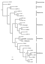 Thumbnail of Phylogenetic analysis of the 1,599 nucleotides of the N gene coding domain sequence from the Nipah virus Cambodian isolate, members of the subfamily Paramyxovirinae, and 2 species of the subfamily Pneumovirinae used as outgroups. GenBank accessions numbers used are as follows: APMV-6: Avian paramyxovirus 6, AY029299; CDV: Canine distemper virus, AF014953; DMV, Dolphin distemper virus, X75961; HeV: Hendra virus, AF017149; HPIV-1: Human parainfluenza virus 1, D011070; HPIV-2: Human pa