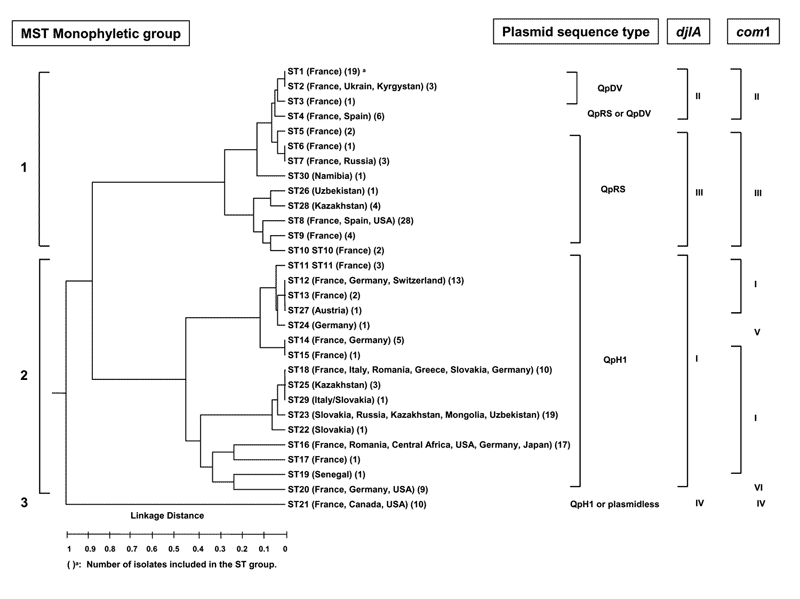 Dendrogram of the genetic relatedness among the 30 different sequence types defined by multispacer sequence type (MST) analysis. The dendrogram was constructed by unweighted pair-group method with arithmetic mean. Plasmid sequence type, com1 group, and djlA group corresponding to each ST are indicated on the right of the figure. The 3 monophyletic groups defined by MST analysis are indicated on the left.