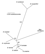Thumbnail of Unrooted maximum-likelihood phylogram for partial 16S rRNA gene sequences of selected Borrelia species, including a novel Borrelia organism, and representing Lyme borreliosis and relapsing fever groups. Sequence alignment corresponded to positions 1138 to 1924 of B. burgdorferi rRNA gene cluster (GenBank accession no. U03396). Maximum likelihood settings for version 4.10b of PAUP* (http://paup.csit.fsu.edu) for equally weighted characters corresponded to Hasegawa-Kishino-Yano model 