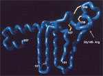 Thumbnail of Gly/Arg 145 mutant in the projecting amino acid 139–147 antigenic loop of the "a" determinant. This mutant produces false-negative results in some commercial assays. Image courtesy of Y.C. Chen et al. (11).