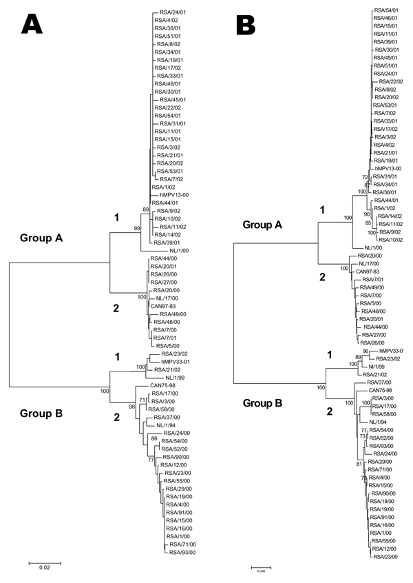 Neighbor-joining trees based on nucleotide sequences from A) the partial F gene and B) the G gene open reading frame from 61 South African human metapneumovirus (hMPV) isolates. The trees were computed with MEGA version 2.1 with the nucleotide Kimura 2-parameters. Bootstrap probabilities for 500 replicas are shown at the branch nodes. Only values of 70% to 100% are indicated. Isolates from South Africa are indicated by RSA, followed by the isolate number and year (e.g., RSA/18/02). The viruses f