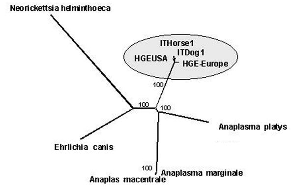 Bootstrapped neighbor-joining tree of several species belonging to Rickettsiales and identification of the strains isolated during the study as Anaplasma phagocytophilum. Strains associated to Sardinian groEL variants are closely related to European and American pathogenic human granulocytic anaplasmosis strains. Numbers indicate statistically supported bootstrap values.