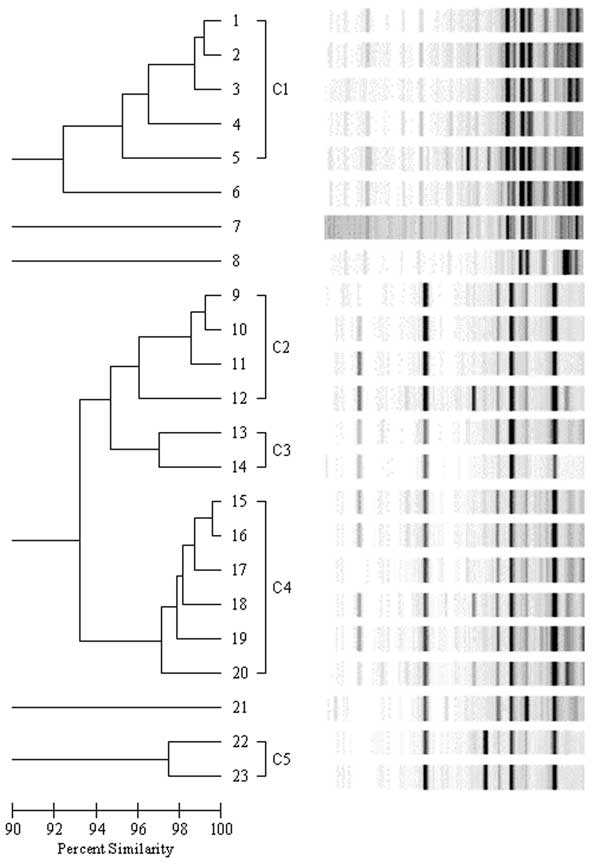 Dendrogram of 23 nonsusceptible enterococci isolates. Genetically related clusters are labeled C1–C5. Isolates represented by lanes 6, 7, 8, and 21 are genetically distinct.