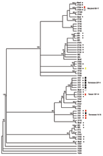 Thumbnail of Bayesian analysis of the phylogenetic relationship among pneumococcal isolates from sickle-cell disease patients as determined by multilocus sequence type (MLST). ST, sequence type, as defined by the MLST database. Strains in boldface had recognized allele numbers but not recognized profiles according to the current database (listed as NT). Putative novel sequence types (those with unrecognized alleles) are in boldface and italics. Dots indicate resistance to penicillin. Boxes indic
