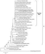 Thumbnail of Neighbor-joining phylogenetic tree (rooted to A/turkey/England/50-92/1991) based on the alignment of a 654-bp fragment of the hemagglutinin gene of A/crested eagle/Belgium/2004 (bold italic), including the cleaving site. Bootstrap values &gt;50 (1,000 replicates) are indicated near the branches. The Z cluster refers to Li et al. (10).