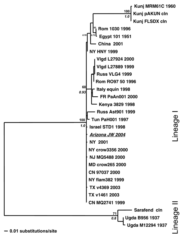 Maximum likelihood (ML) tree showing the phylogenetic relationships between West Nile virus (WNV) urine sample Arizona JW 2004 (italicized and underlined) and previously published WNV strains based on capsid/prM gene junction (356 bp). Samples are coded by location, strain, and year of isolation. Locations include France (FR); Kunjin (Kunj); Romania (Rom); Russia (Russ); Tunisia (Tun); Uganda (Ugda); Volgograd, Russia (Vlgd); and the US states of New York (NY), Texas (TX), New Jersey (NJ), Maryl