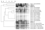 Thumbnail of Dendrogram showing the pulsed-field gel electrophoresis patterns after macrorestriction of genomic DNA with SmaI of methicillin-resistant Staphylococcus aureus (MRSA) isolates from the small animal hospital (SAH) and the equine hospital. The dog and human isolates (SAH staff) were identical to the UK major epidemic strain EMRSA-15, and the equine MRSA isolates (5 distinct profiles) were unrelated to EMRSA-15, EMRSA-16, or CMRSA-5. Profiles were analyzed with Molecular Analyst softwa