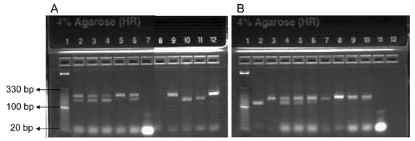 Gel analysis of multiplex polymerase chain reaction (PCR) with mixed autoclaved bacterial culture samples using primer pool I (A) and II (B). A) Lane 1, DNA ladder; lane 2, Bacillus anthracis (BA) + B. thuringiensis kurstaki (BTK), 1:1; lane 3, BA + BTK, 1:5; lane 4, BA + BTK, 1:9; lane5, Yersinia pestis (YP) + Francisella tularensis (FT), 1:1; lane6, YP + FT, 1:9; lane 7, negative control (no template); lane 8, BA-negative control (no template); lane 9, BA-positive control; lane 10, BTK-positiv