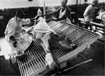 Thumbnail of Freeze-dried (smallpox) vaccine being prepared from virus grown on the skin of a calf. The calf is lying on a grate on a table and is bound to the table. Two men in white coverups, 1 of whom has a surgical mask on his face, are performing a procedure on the calf (scarification and introduction of vaccinia virus into the scarified areas). From the record of the US National Library of Medicine; old negative no. 83-168. WHO/11683 SEARO, Smallpox, Bangladesh, SM 5-1 980. Photograph attr
