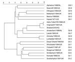 Thumbnail of Dendrogram of the 5´ end of open reading frame 2 of noroviruses, including the Shaibah strain. Scale at the top shows percent relatedness between different strains. GenBank strains are Alphatron/1998/NL (AF195847), Seacroft/1990/UK (AJ277620), Hillingdon/1994/UK (AJ277607), Melksham/1995/UK (X81879), Mexico/1989/MX (U22498), Hawaii/1972/US (U07611), Idaho Falls/378/1996/US (AY054299), Virginia207/1997/US (AY038599), Amsterdam/1998/NL (AF195848), Leeds/1990/UK (AJ277608), Grimsby/199