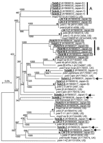 Thumbnail of Phylogram of Anaplasma phagocytophilum p44/msp2 including Japanese paralogs. A) Cluster from Ixodes persulcatus. B) Cluster from I. ovatus, except for Tick41-1. The tree was constructed using the neighbor-joining method. Numbers on the tree indicate bootstrap values for branch points. Japanese p44/msp2 paralogs from I. persulcatus and I. ovatus are underlined and boxed, respectively, in bold. A single star shows p44/msp2 clusters with 99.2%–100% similarities and double stars show a 