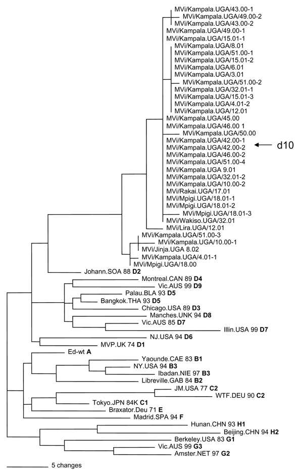 Phylogenetic analysis of sequences of nucleoprotein genes (450 nucleotides) of wildtype measles viruses isolated in Uganda during 2000–2002. The unrooted tree shows sequences from Ugandan viruses compared with World Health Organization reference strains for each genotype. Genotype designation is in bold.