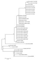 Thumbnail of Neighbor-joining phylogenetic tree (bootstrap value 250) showing clustering of the rrs gene between Borrelia duttonii/B. recurrentis and B. crocidurae.