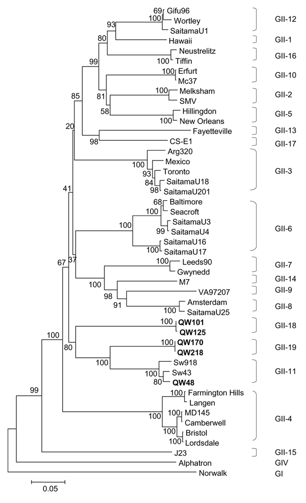 Neighbor-joining phylogenetic tree of genogroup II noroviruses (NoVs) based on the complete capsid region. The 5 newly identified porcine NoV strains are in boldface. Genogroups (G) and genotypes (numbers after G) are indicated. The human NoV GI-1/Norwalk and GIV/Alphatron strains were used as outgroup controls.