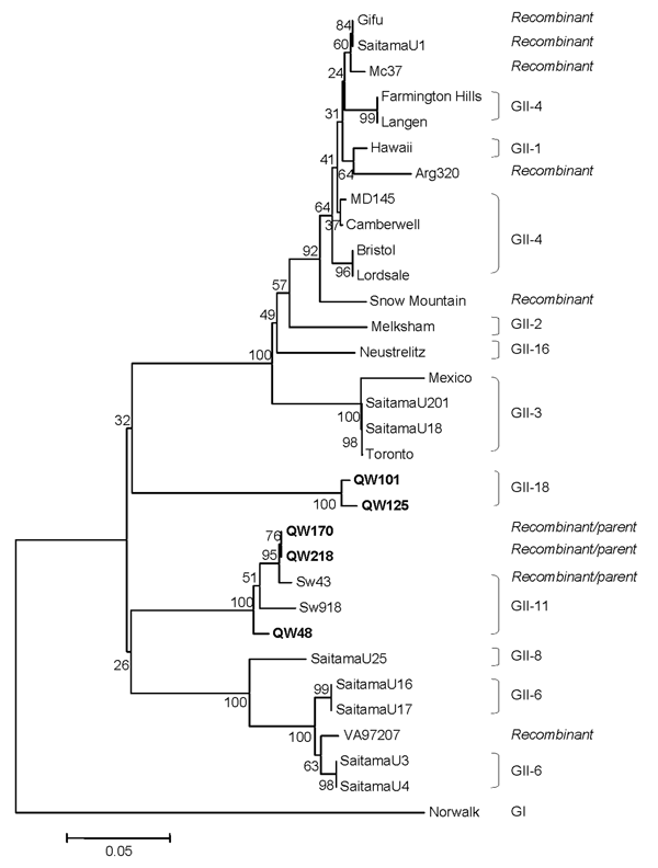 Neighbor-joining phylogenetic tree of genogroup II noroviruses (NoVs) based on the partial RNA-dependent RNA polymerase region (C-terminal 260–266 amino acids). The 5 newly identified porcine NoV strains are in boldface. Genogroups (G) and genotypes (numbers after G) are indicated. The human NoV GI-1/Norwalk strain was used as outgroup control.