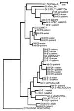 Thumbnail of Phylogenetic trees derived from 28 norovirus nucleotide sequences from the polymerase region. The nucleotide sequences were from 10 water and 18 patient samples of 14 outbreaks. Trees were constructed by using the neighbor-joining method with the ClustalW software package. Scale indicated by bars. Branch lengths are related to degree of divergence between sequences.