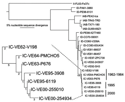 Phylogenetic tree generated from maximum parsimony analysis of genomic sequences of Venezuelan equine encephalitis virus (VEEV) strains 255010 and 254934 and homologous GenBank sequences from the 1962–64 and 1995 VEEV outbreaks, as well as other representative VEE complex alphavirus strains. Numbers indicate bootstrap values for groupings to the right. Enlargement on the lower left shows the 1962–64 and 1995–2000 clades, with numbers indicating nucleotide substitutions accompanying VEEV evolutio