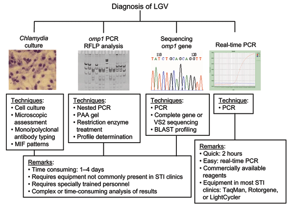 Diagnosis of lymphogranuloma venereum. MIF, microimmunofluorescence; STI, sexually transmitted infection; PCR, polymerase chain reaction; RFLP, restriction fragment length polymorphism; PAA, poly acrylamide; BLAST, basic local alignment search tool.