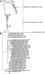 Thumbnail of Phylogenetic trees of hemagglutinin H7 sequences. A) Phylogenetic tree based on the amino acid sequence distance matrix for the HA1 open reading frames of all H7 sequences available from public databases. The scale bar represents ≈10% of amino acid changes between close relatives. *Represents the locations of the Mallard influenza A virus isolates. B) DNA maximum likelihood tree for the European highly pathogenic avian influenza viruses and the low pathogenic avian influenza H7 infl