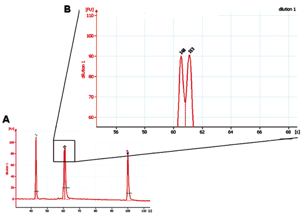 Capillary electrophoresis separation of polymerase chain reaction amplicons differing by 5 bp.