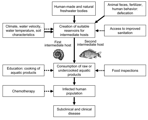 Contextual determinants of foodborne trematodiasis. Solid arrows, negative impact; dashed arrows, positive impact.