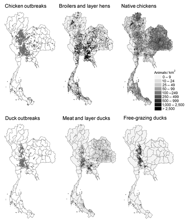 Distribution of highly pathogenic avian influenza (HPAI) outbreaks in chickens and ducks, Thailand, July 3, 2004–May 5, 2005, and respective distribution of broilers and layers hens, native chicken, meat and layer ducks, and free-grazing duck populations, highlighting the correlation between HPAI outbreak distribution and free-grazing duck populations. The divisions are Thailand provinces.
