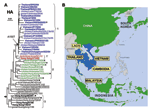 Thumbnail of Phylogenetic relationships among H5 hemagglutinin (HA) genes from H5N1 avian influenza viruses and their geographic distribution. Viral isolates collected before and during the 2004–2005 outbreak in Asia and selected ancestors were included in the analysis (Table A1). HA clades 1, 1′, and 2, discussed in the text, are colored in blue, red, and green fonts, respectively. Virus names in boldface denote isolates from human infections. Phylogenetic trees were inferred from nucleotide se