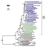 Thumbnail of Phylogenetic relationships among N1 neuraminidase (NA) genes of H5N1 influenza viruses. The clade of the hemagglutinin of each of these viruses is indicated by font coloring as in Figure 1A. Brackets denote genes encoding NA protein with deletions in the stalk region; residues 49–68 for clades 1–2 and 57–75 in clade 3.