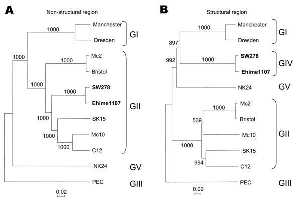 Phylogenetic analysis of (A) the nonstructural region (i.e., genome start to capsid start) and (B) the structural region (i.e., capsid start to genome end), showing the different genogroups. The numbers on each branch indicate the bootstrap values for the genotype. Bootstrap values &gt;950 were considered significant for the grouping (10). The scale represents nucleotide substitutions per site. GenBank accession numbers are as follows: Mc10, AY237420; Manchester, X86560; Dresden, AY694184; SW278