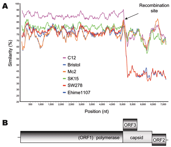 A) SimPlot analysis of 7 sapovirus (SaV) complete genome sequences. The Mc10 genome sequence was compared to C12, Bristol, Mc2, SK15, SW278, and Ehime1107 by using a window size of 100 bp with an increment of 20 bp. All gaps were removed. The recombination site is suspected to be located between the polymerase and capsid gene, as shown by the arrows. B) Genomic organization of the SaV SW278 and Ehime1107 strains.