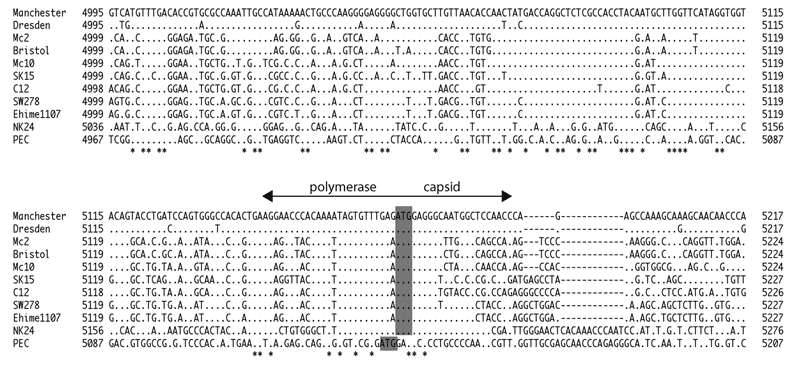 Nucleotide alignment of Manchester, Dresden, Mc2, Bristol, Mc10, SK15, C12, SW278, Ehime1107, NK24, and PEC sequences, showing the conserved polymerase and capsid junction. The asterisks represent conserved nucleotides. The shaded nucleotides represent the putative capsid start codons.