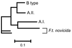 Thumbnail of Phylogenetic relationships among subgroups A.I., A.II., B type, and Francisella tularensis subsp. novicida at 24 variable number tandem repeat markers. Scale bar represents genetic distance.
