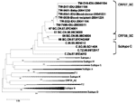 Thumbnail of Phylogenetic analyses of 7 HIV-1 isolates identified in Taiwan. TW-7496, TW-D16, TW-D17, and TW-D22 were collected from detention center inmates; TW-9541 and TW-9539 were collected from a blood donor and 1 of his donation recipients. This neighbor-joining tree was created from 100 bootstrap samples of aligned env sequences corresponding to the 7077–7340 nucleotide residues of HIV-1-HXB2 from different isolates. Bootstrap values are shown on branch nodes. Reference isolates from the 