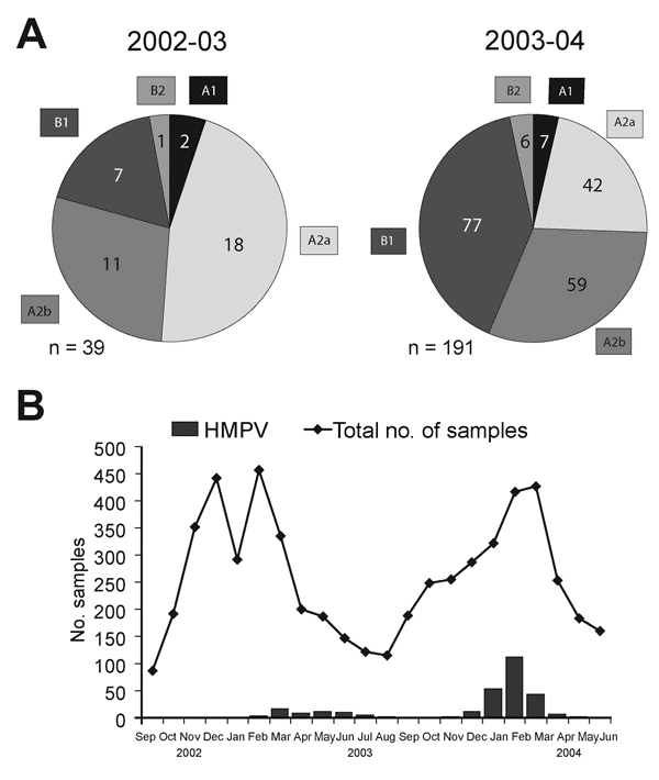 Circulation of human metapneumovirus (HMPV) in Germany in a 2-year period from October 2002 to June 2004. A) Distribution of HMPV genotypes of 39 patients tested during the 2002–2003 season and 191 patients tested during the 2003–2004 season. B) Seasonal distribution of HMPV-infected patients and overall study admissions by month of admission. Black bars, HMPV-positive cases; line, study admissions. Further information about other respiratory pathogens cocirculating during the observed season is