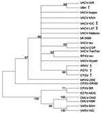 Thumbnail of Consensus bootstrap phylogenetic tree based on the nucleotide sequence of Orthopoxvirus ha gene. The tree was constructed by the neighbor-joining method using the Tamura-Nei model of nucleotide substitutions implemented in MEGA3. The tree was midpoint-rooted, 1,000 bootstrap replicates were performed, and values &gt;50% are shown. Nucleotide sequences were obtained from GenBank under accession numbers: PSTV (DQ070848), ARAV (AY523994), CTGV (AF229247), VACV-Wyeth (VVZ99051), VACV-Ti