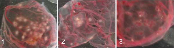 Pocks morphology in chorioallantoic membranes. 1 and 2, whitish and opaque pocks could be observed after an incubation period of 72 hours with the Passatempo and vaccinia virus Western Reserve (WR), respectively, on chorioallantoic membrane of 10-day-old embryonated pathogen-free eggs; 3, cowpox virus Brighton Red (BR) formed red hemorrhagic lesions.