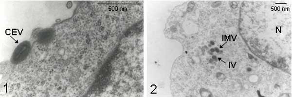 Electron micrographs of cells infected with Passatempo virus. Vero cells were infected with Passatempo virus at a multiplicity of infection of 5 and fixed by OsO4, 24 hours after inoculation. 1, typical orthopoxvirus "brick-shaped" morphologic pattern, with biconcave core and outer membranes were observed in cell-associated enveloped virus (CEV); 2, intracelullar mature virions (IMV) were visualized in the cytoplasm of infected cells within virosomes with the presence of spheric immature virus (