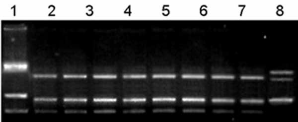 Restriction fragment length polymorphism analysis of the ati gene of viral isolates. ati fragments were amplified by polymerase chain reaction by using primers based on the cowpox virus ati gene nucleotide sequence, followed by XbaI digestion. The amplified DNA was fractionated by electrophoresis on a 1% agarose gel and stained with ethidium bromide. Lanes: 1, vaccinia virus WR; 2, isolate-cow1; 3, isolate-cow2; 4, isolate-cow3; 5, isolate-cow4; 6, isolate-cow5; 7, isolate-calf; 8, cowpox virus 