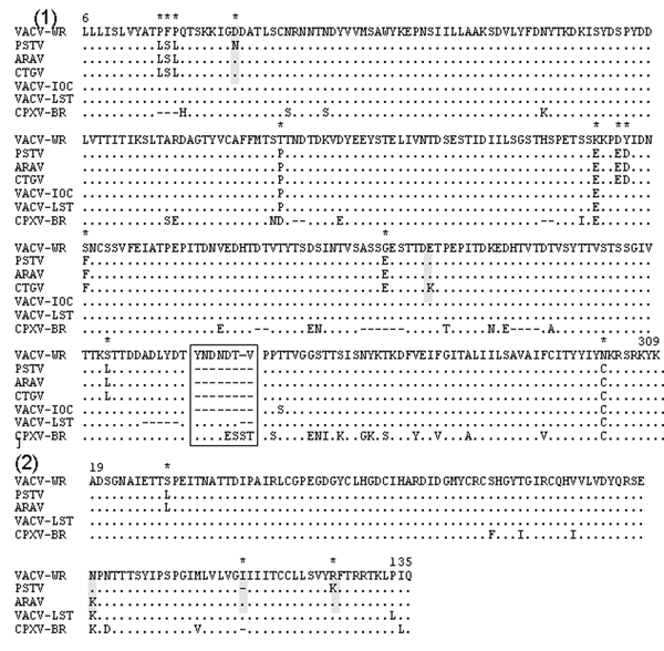 Alignment of Passatempo virus (PSTV) hemagluttinin antigen (HA) and vaccinia grown factor (VGF) amino acid inferred sequences with other orthopoxvirus sequences. 1, HA sequence of PSTV (DQ070848) was compared to the region corresponding to amino acids 6 to 309 of vaccinia virus (VACV-WR, AY243312) HA sequence and to HA sequences of Araçatuba virus (ARAV, AY523994); Cantagalo virus (CTGV, AF229247); vaccinia virus IOC (VACV-IOC, AF229248); vaccinia virus Lister (VAVC-LST, AF375124) and cowpox vir
