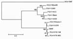 Thumbnail of Neighbor-joining tree of the spike protein of canine coronavirus (CCoV) and feline coronavirus (FCoV). The following reference strains were used for phylogenetic analysis: CCoV type I strains Elmo/02 (GenBank accession no. AY307020) and 23/03 (AY307021); CCoV type II strains Insavc-1 (D13096) and K378 (X77047); FCoV type I strains KU-2 (D32044), Black (AB088223) and UCD-1 (AB088222); FCoV type II strains 79-1146 (X06170) and 79-1683 (X80799); and bovine coronavirus (BCoV) strain ENT