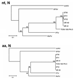 Thumbnail of Phylogenetic trees illustrating the relationship between representatives of different phleboviruses and the Spanish Toscana virus isolates within the nucleotide (nt, N) and deduced amino acids sequences (aa, N) of the N gene.