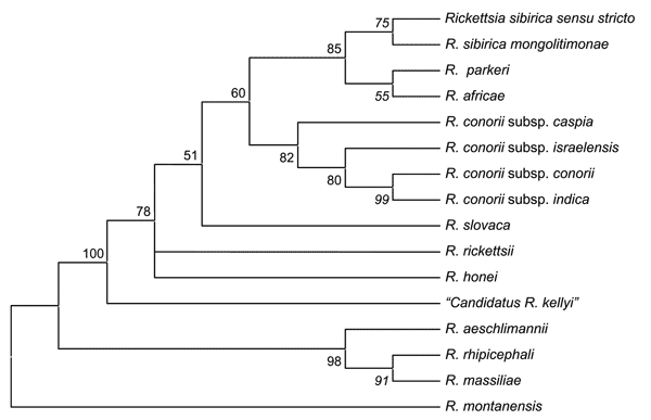 Phylogenetic tree of rickettsiae, including "Candidatus Rickettsia kellyi," obtained by comparison of partial sequences of ompA with the parsimony method.