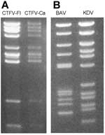 Thumbnail of Electropherotypes of coltiviruses and seadornaviruses on 1% agarose gels. A) Colorado tick fever virus (CTFV-Fl) and California hare coltivirus (CTFV-Ca). B) Banna virus (BAV) and Kadipiro virus (KDV).