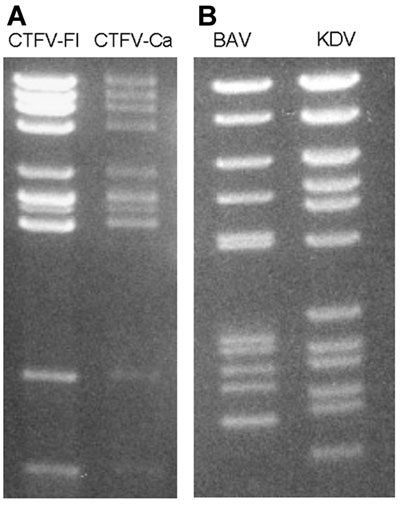 Electropherotypes of coltiviruses and seadornaviruses on 1% agarose gels. A) Colorado tick fever virus (CTFV-Fl) and California hare coltivirus (CTFV-Ca). B) Banna virus (BAV) and Kadipiro virus (KDV).