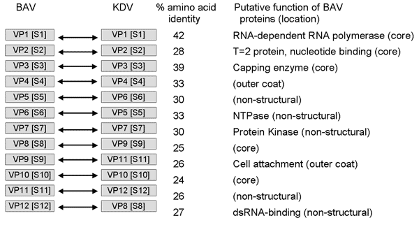 Comparison of nucleotide and amino acid sequences of genome segments of viral proteins (VP) and dsRNA segments (S) of Banna virus (BAV) and Kadipiro virus (KDV). NTP, nucleoside triphosphatase.