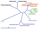 Thumbnail of Current phylogeny and taxonomic classification of genera in the family Anaplasmataceae. The distance bar represents substitutions per 1,000 basepairs. E. coli, Escerichia coli.