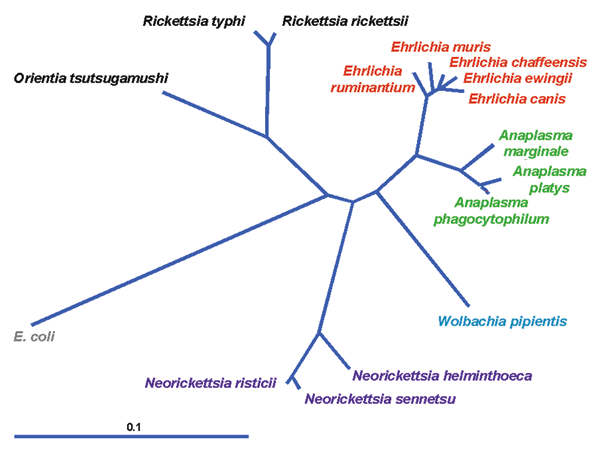 Current phylogeny and taxonomic classification of genera in the family Anaplasmataceae. The distance bar represents substitutions per 1,000 basepairs. E. coli, Escerichia coli.
